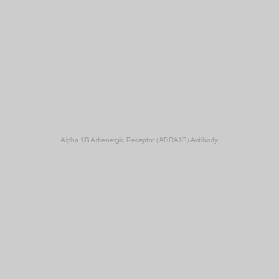 Abbexa - Alpha 1B Adrenergic Receptor (ADRA1B) Antibody